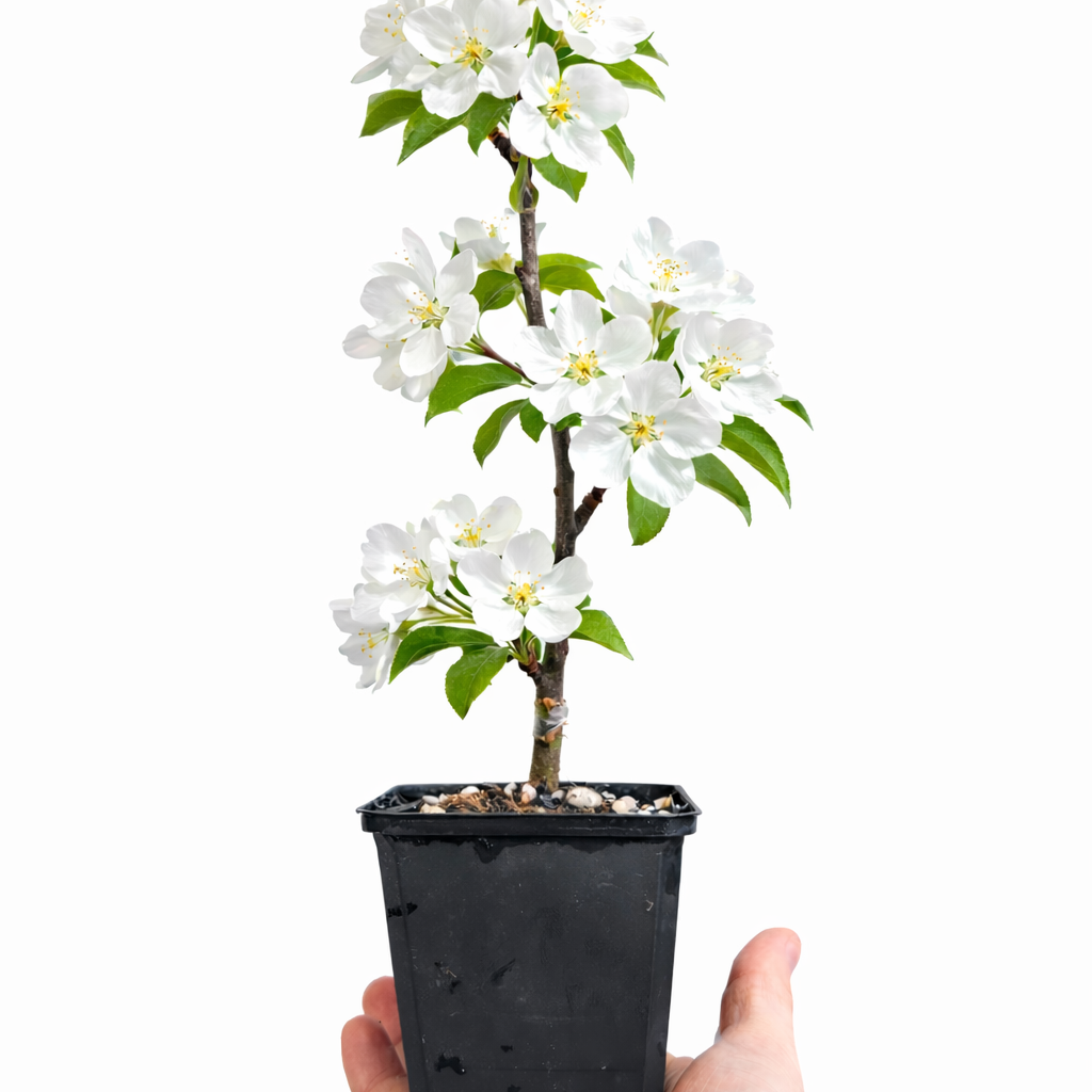 Japanese Flowering Crabapple 'Sakura Hime' (Malus toringo) Plant