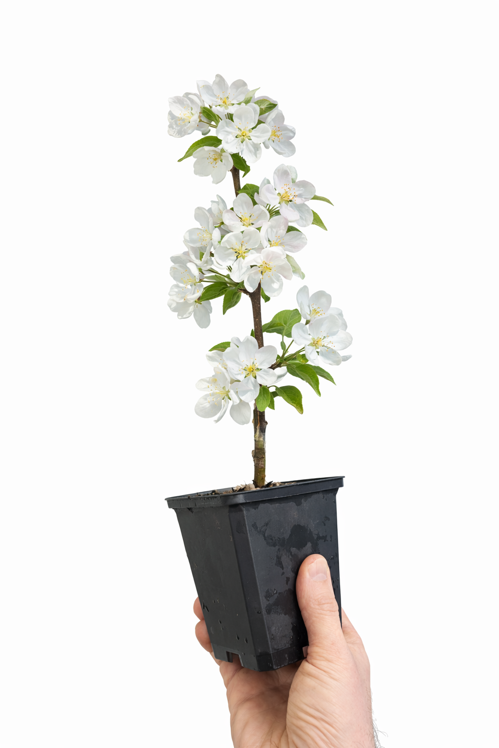 Japanese Flowering Crabapple 'Sakura Hime' (Malus toringo) plant in pot