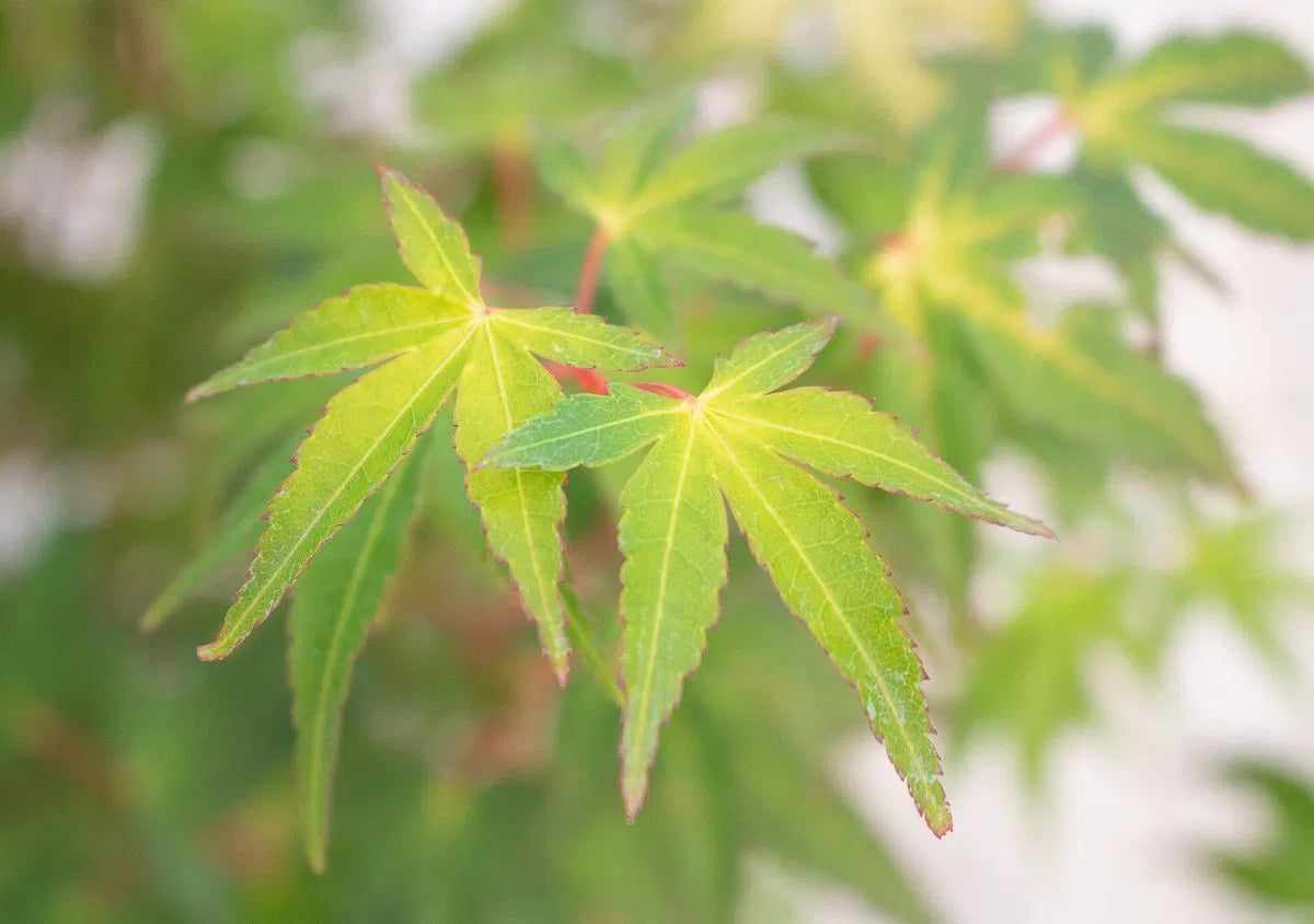 Katsura Japanese Maple Acer palmatum 'Katsura' Leaf