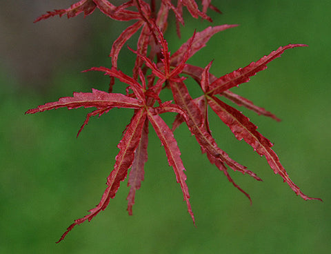 A close-up image of a Japanese Maple 'Beni komachi' 