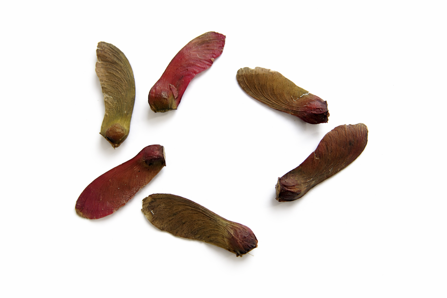 Six dried maple seeds arranged in a circle on a white background