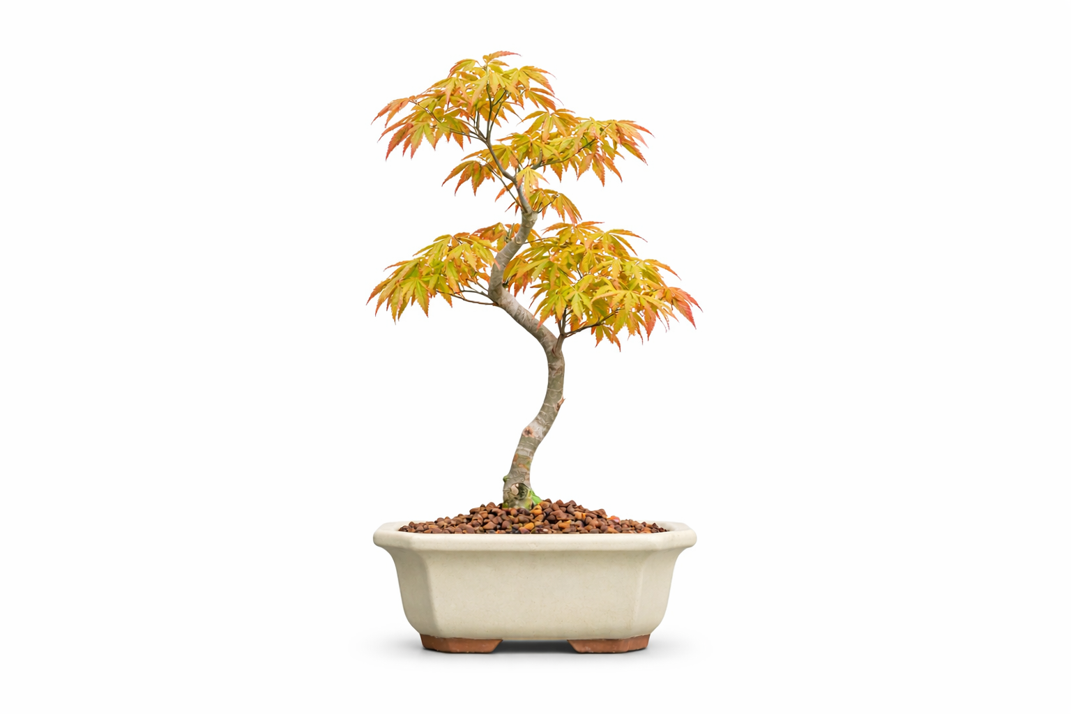 Bonsai tree in a pot on a white background