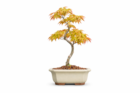 Bonsai tree in a pot on a white background