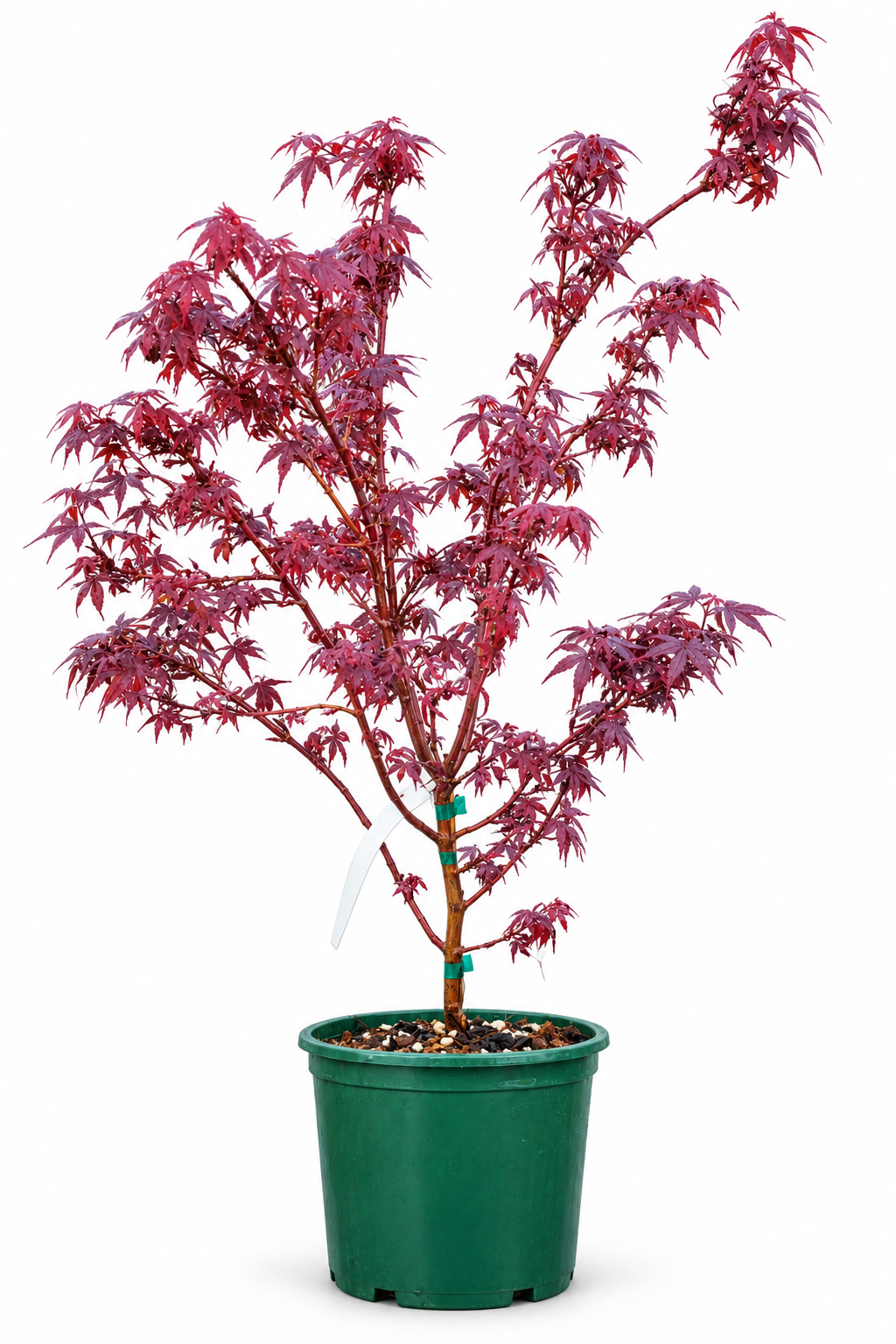 Japanese Maple Hime shojo 1 Gal