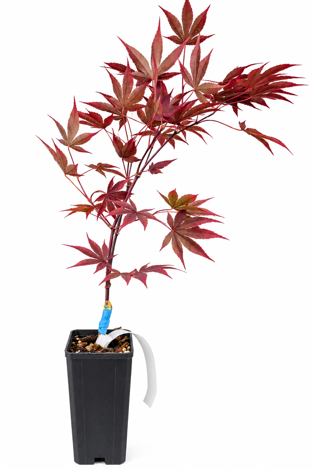 Japanese Maple Hime shojo Liner 