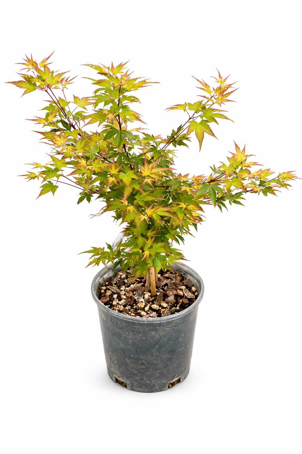 Potted plant with green and red leaves on a white background