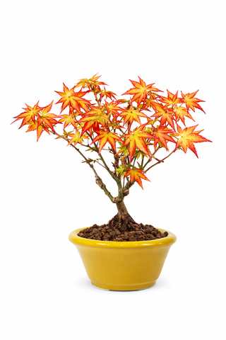 Potted bonsai tree with autumn-colored leaves on a white background