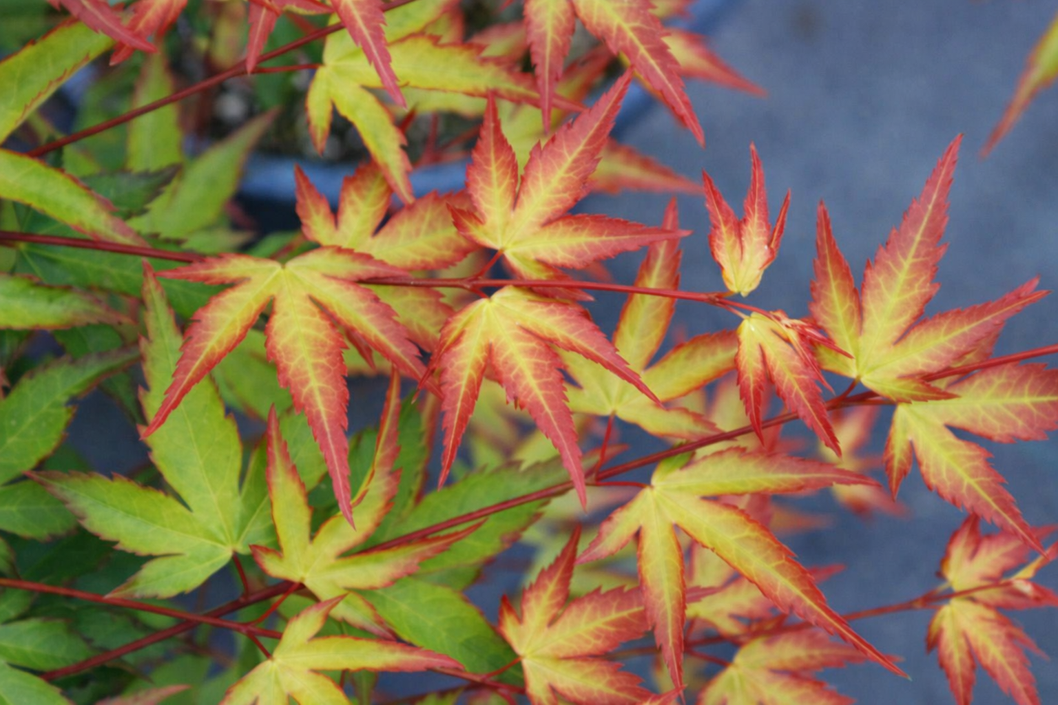 Close-up of vibrant red and green leaves with a blurred background