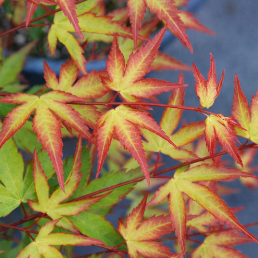Close-up of vibrant red and green leaves with a blurred background