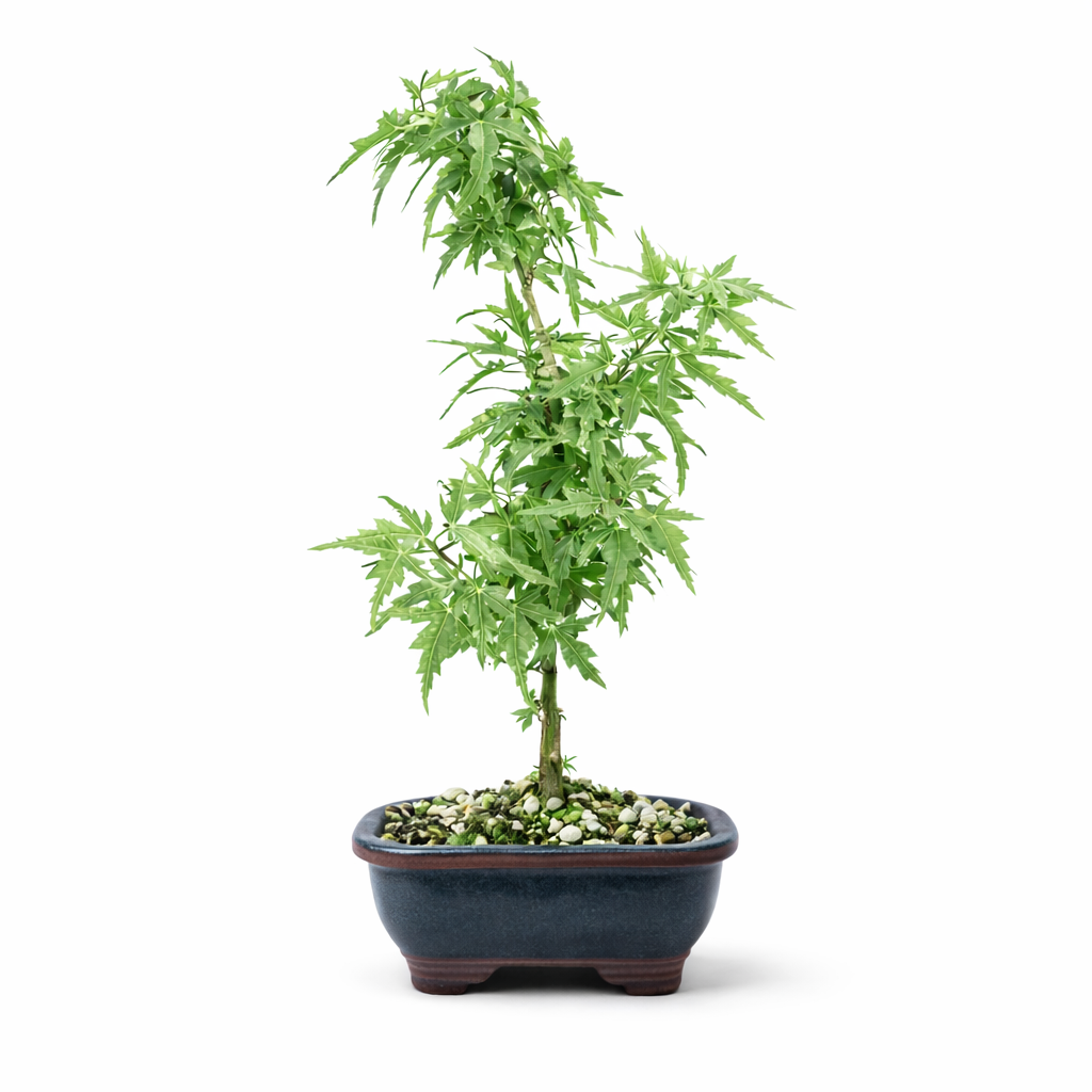 Potted bonsai tree on a white background