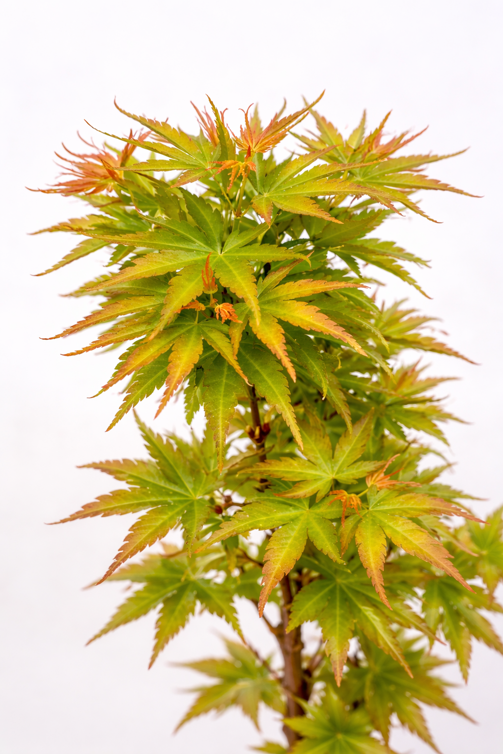 Green and orange Japanese maple bonsai tree on a white background