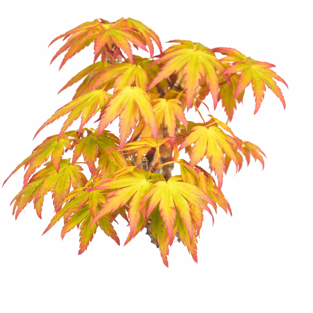Colorful autumn leaves on a white background