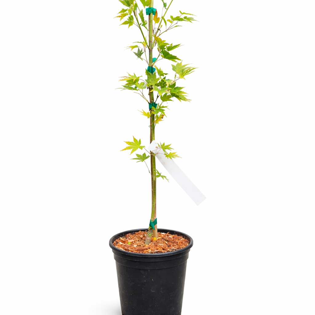Potted plant with a white label on a white background