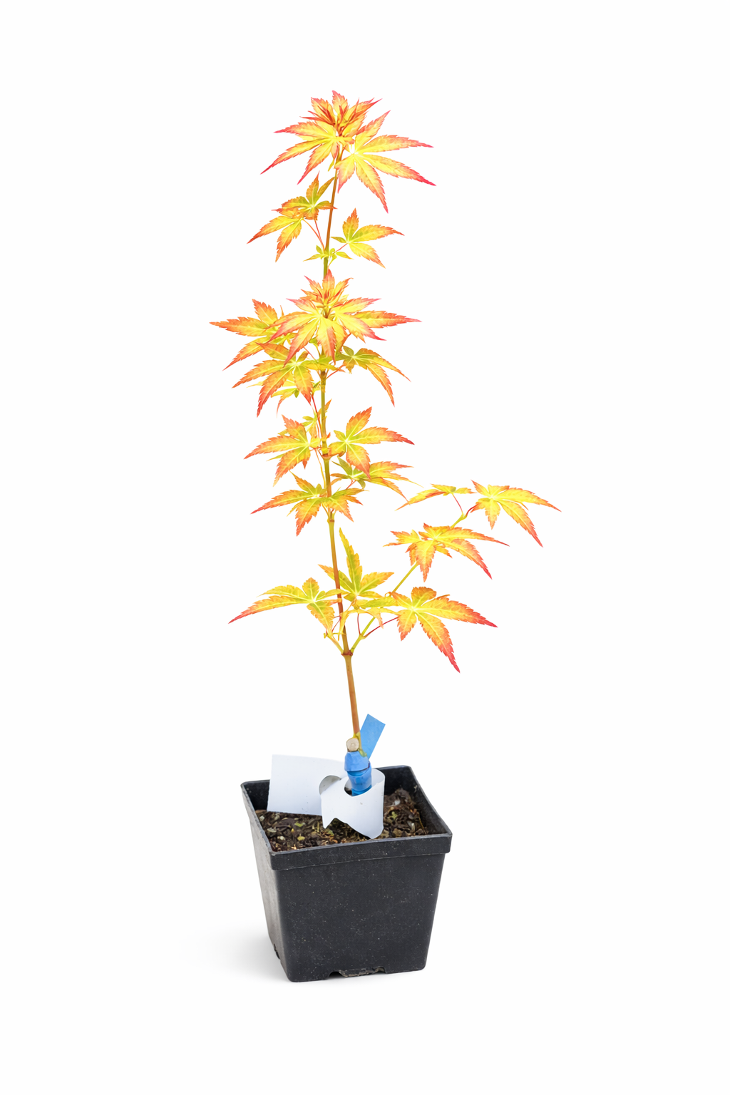 Japanese Maple 'Ueno yama' Potted plant with colorful leaves on a white background