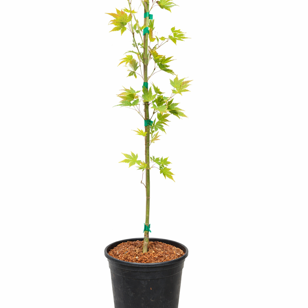 Japanese Maple 'Ueno yama' Potted plant with green leaves on a white background