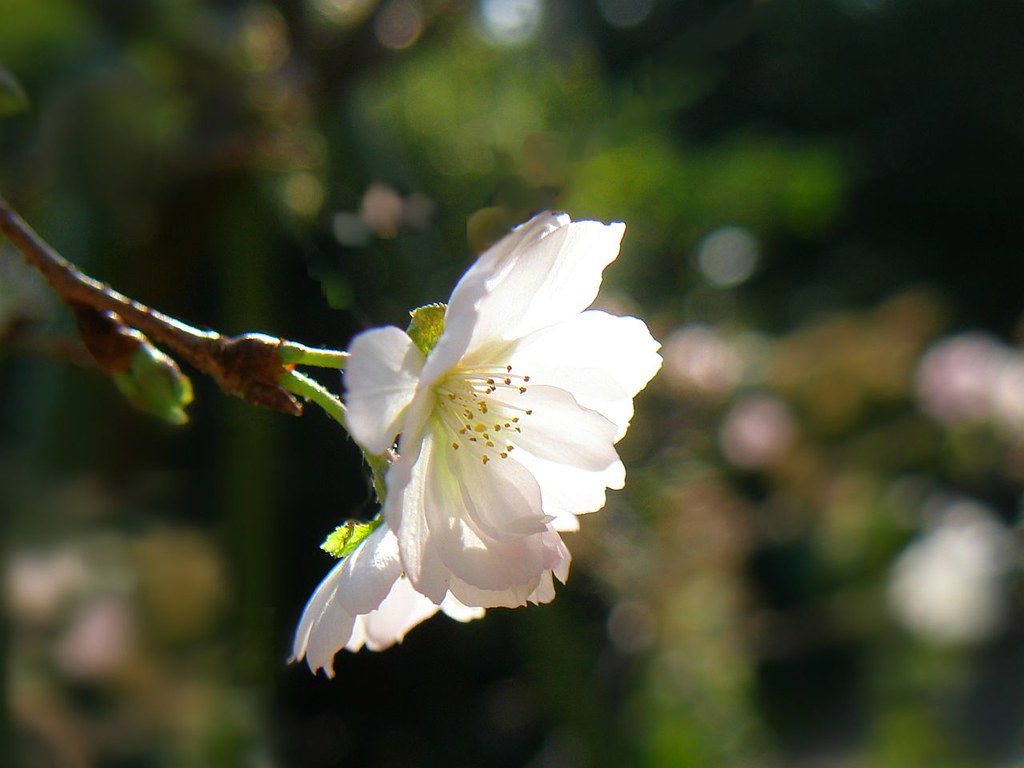Flowering Cherry (Sakura) – Island Ornamentals