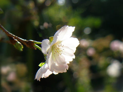 Flowering Cherry 'Jugatsu-zakura'