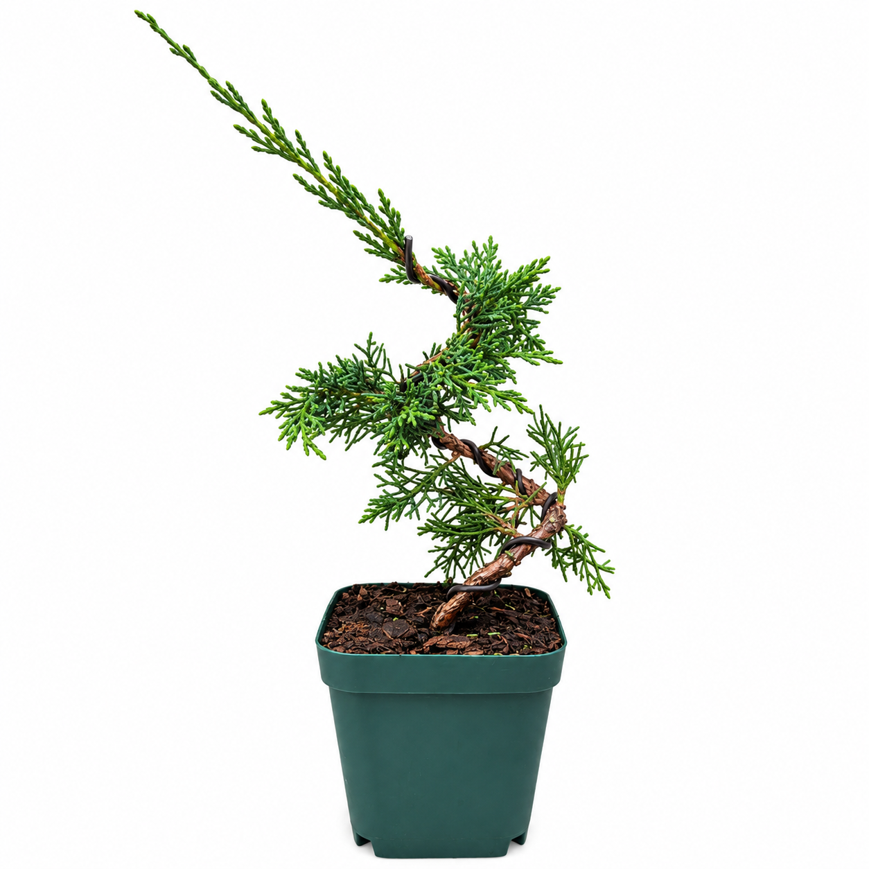 Juniperus chinensis 'Shimpaku'
