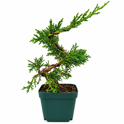 A potted evergreen bonsai-style tree with dense green foliage and a twisted brown trunk, shown in a dark green square plastic pot on a white background.