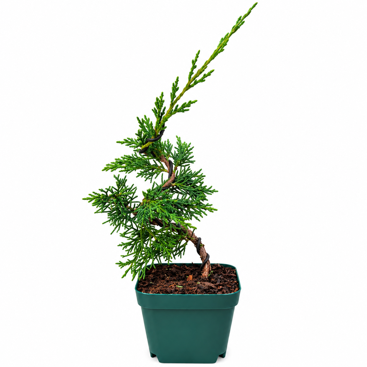 Juniperus chinensis 'Shimpaku' full plant in bonsai form