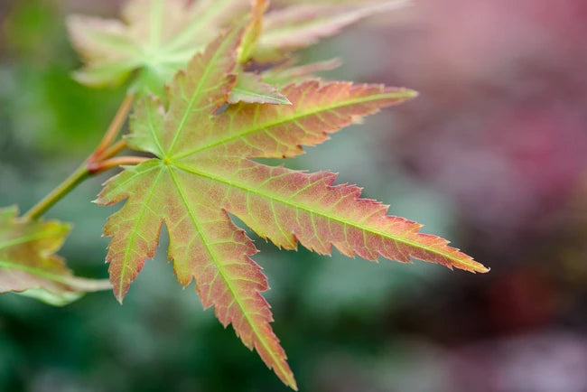 A close-up image of a Japanese Maple 'Kashima' leaf displaying vibrant yellow-green color with a soft brick orange margin.