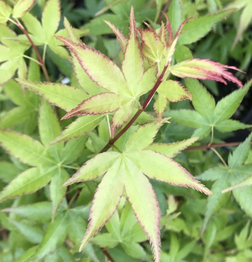 Kashima Japanese Maple Acer palmatum 'Kashima' Leaves