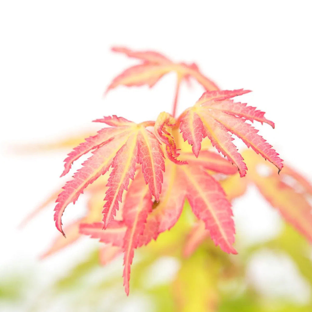 A young Japanese Maple 'Katsura' tree with vibrant orange-pink leaves in focus against a blurred green background.