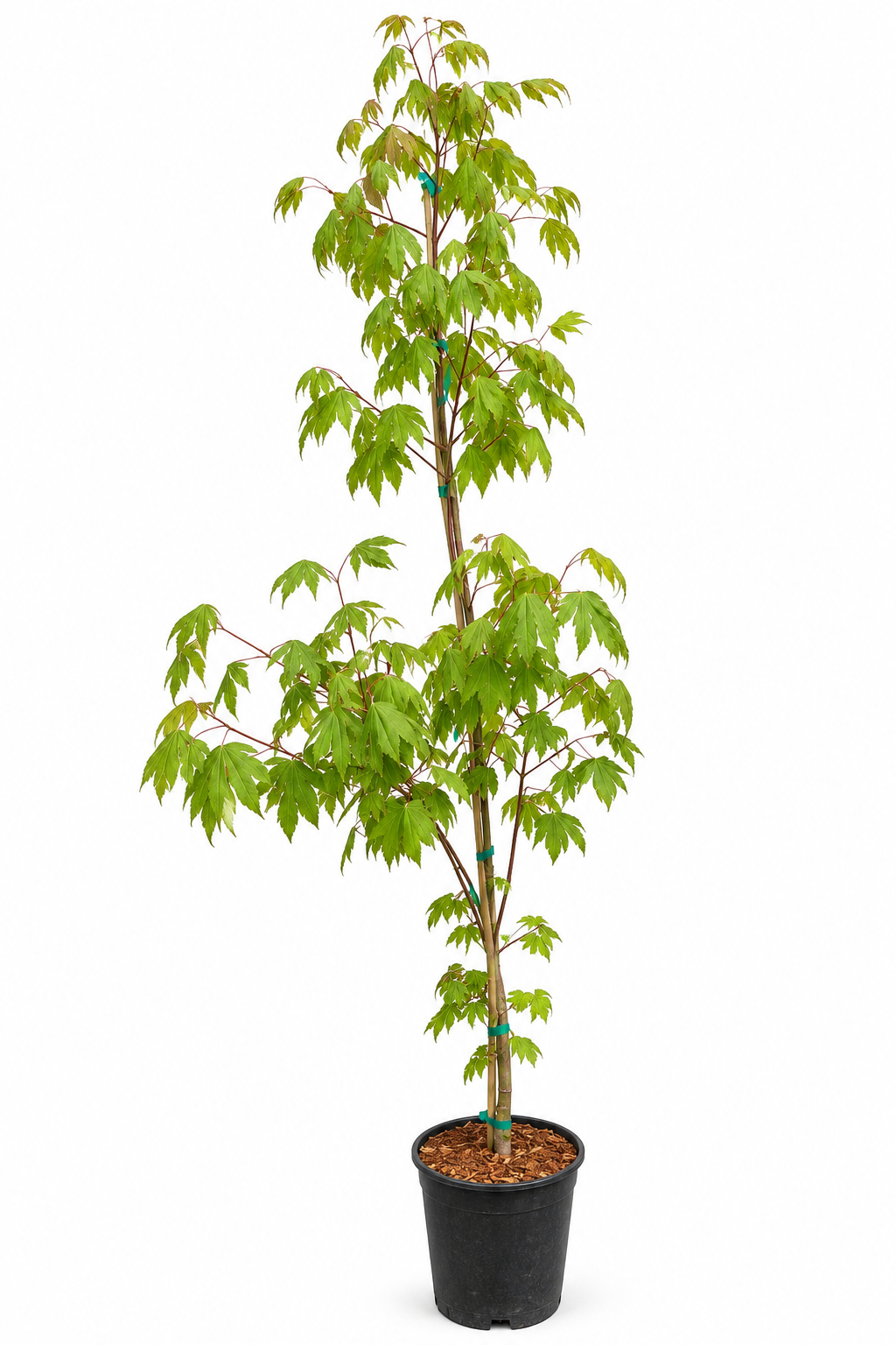  Ki Setsudo Vine Maple – Acer circinatum 'Ki Setsudo' – #1 Container