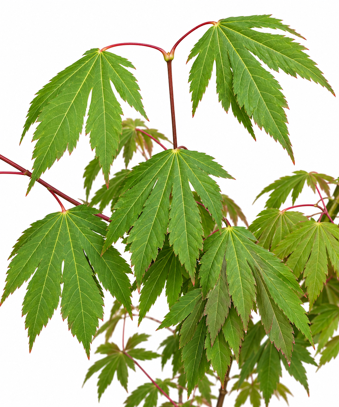  Ki Setsudo Vine Maple – Acer circinatum 'Ki Setsudo' close up of leaves