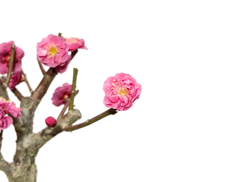 Japanese Flowering Apricot (Ume) "Kagoshima Kobai"