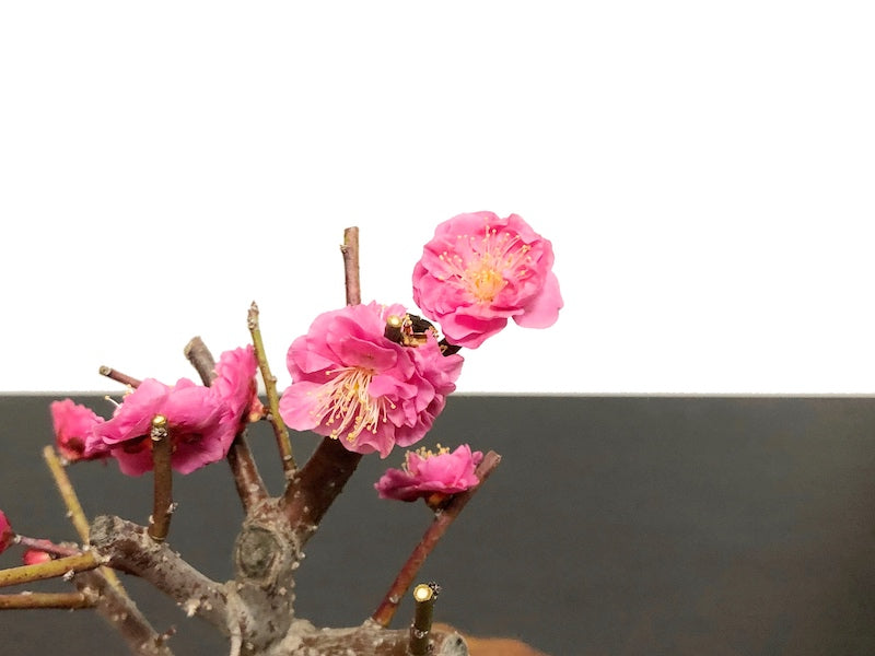 Japanese Flowering Apricot (Ume) "Kagoshima Kobai"