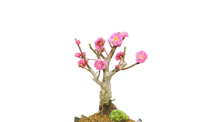 Japanese Flowering Apricot (Ume) "Kagoshima Kobai"