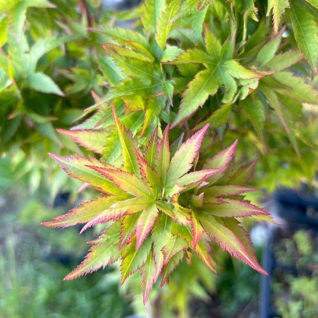Japanese Maple  'Little Sango'