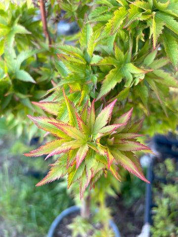 A young Japanese Maple tree with vibrant orange and red leaves in springtime.