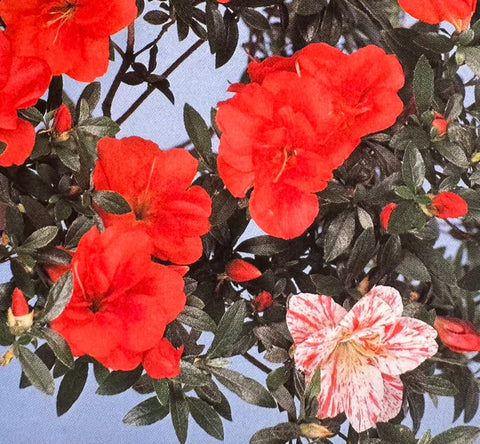 Satsuki Azalea 'Maikomachi'