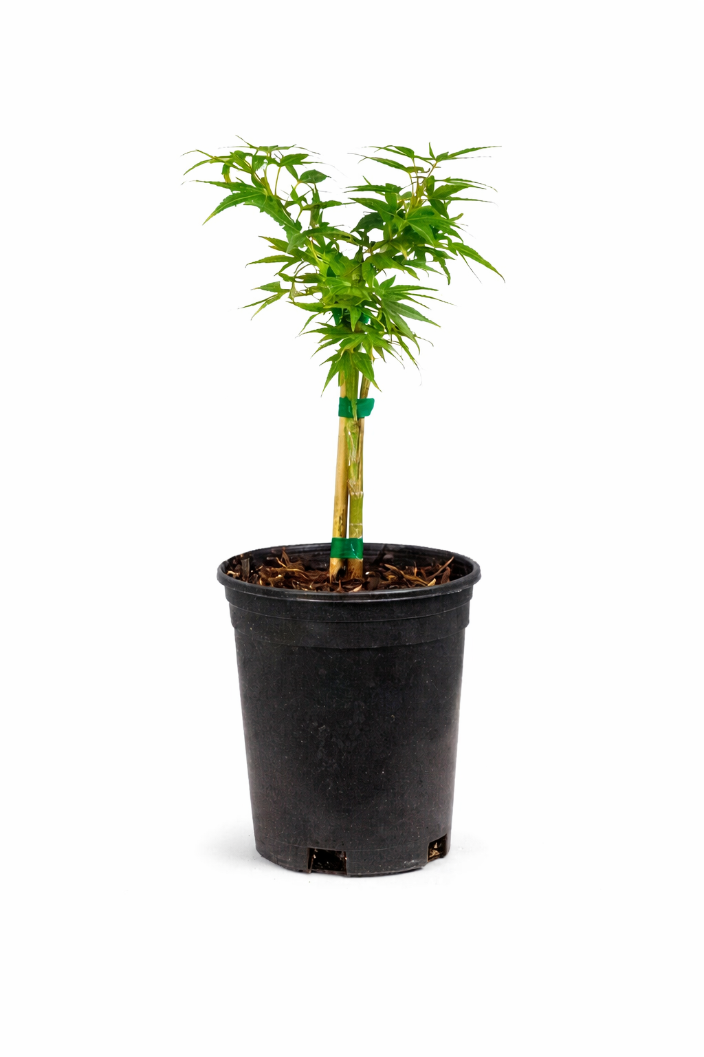 Japanese Maple Mikawa Yatsubusa 1Gal