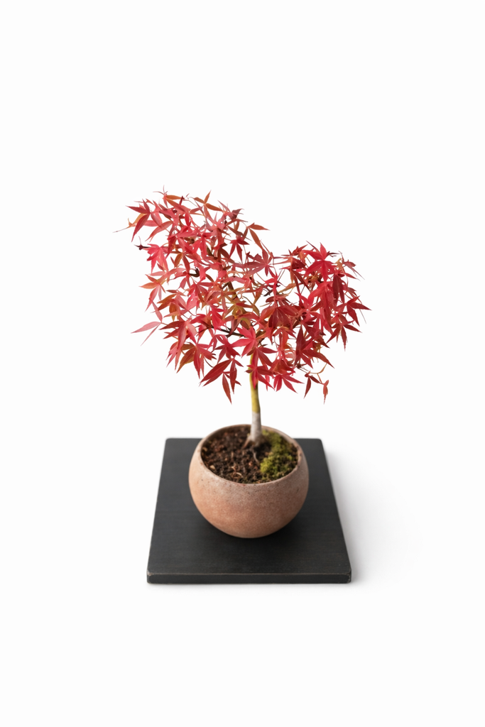 Nagaragawa Japanese Maple - Acer palmatum 'Nagaragawa'