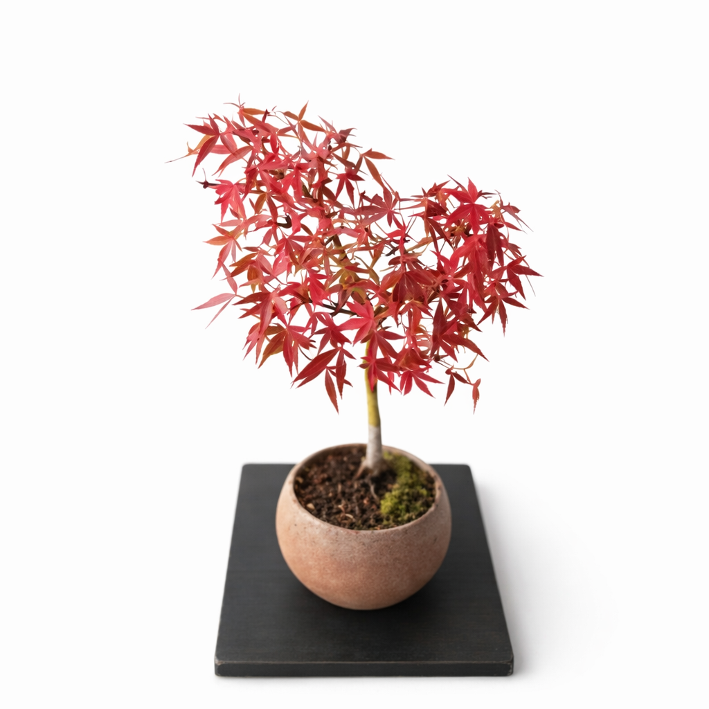Potted plant with red leaves on a black square base against a white background
