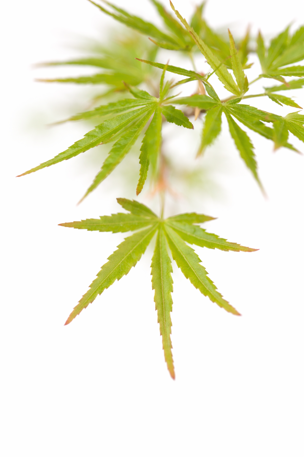Close-up of green maple leaves on a white background