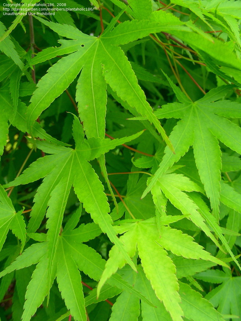 Japanese Maple 'Nishiki Gawa'