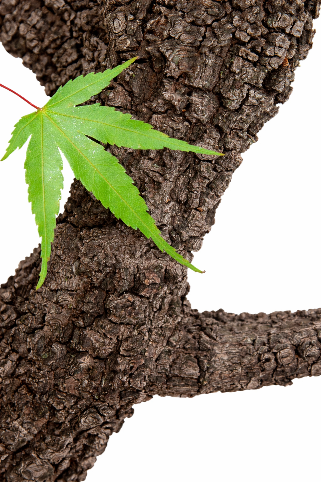 Nishiki Gawa Japanese Maple - Acer palmatum Green maple leaf on a brown tree branch with a white background