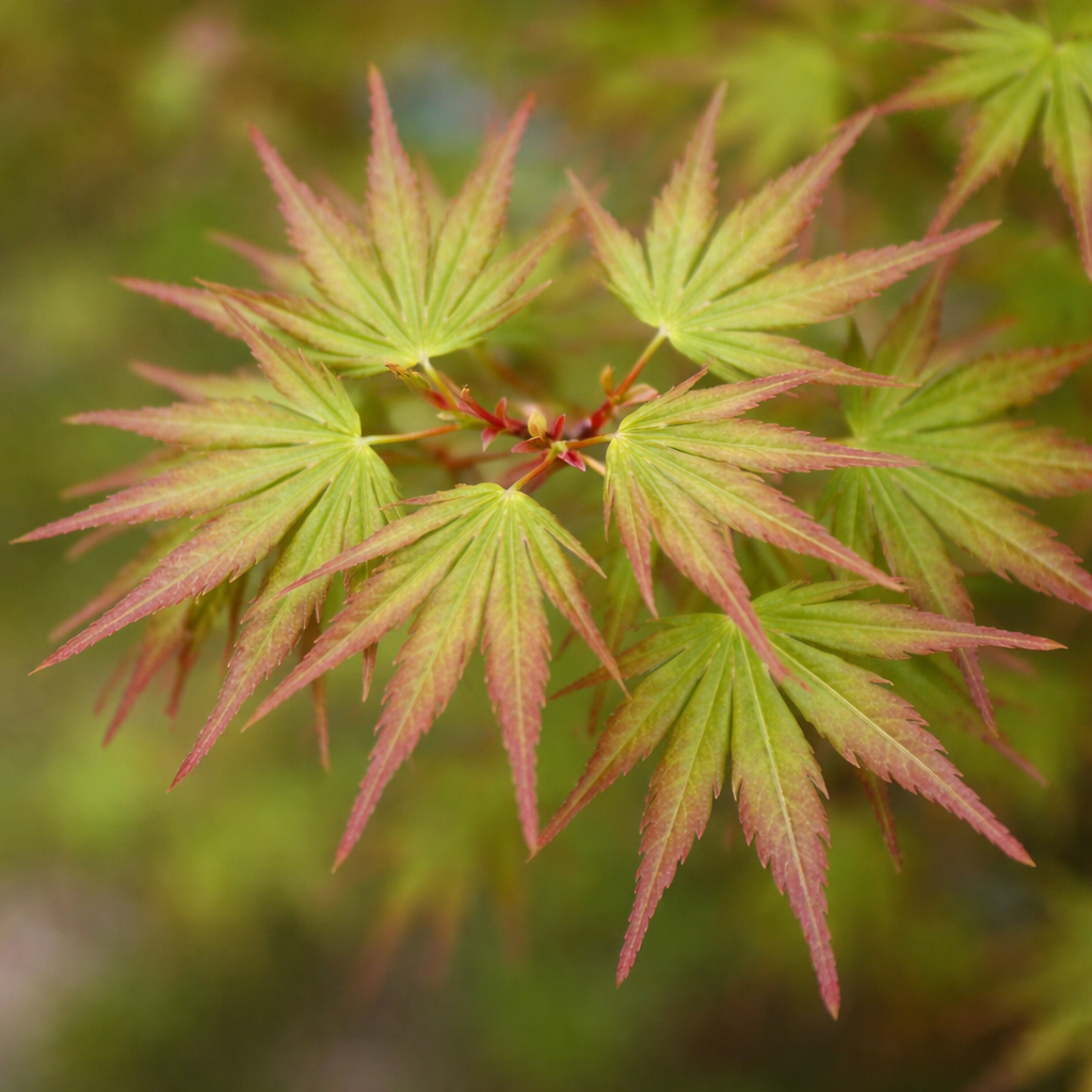Nishiki Gawa Japanese Maple - Acer palmatum Leaves