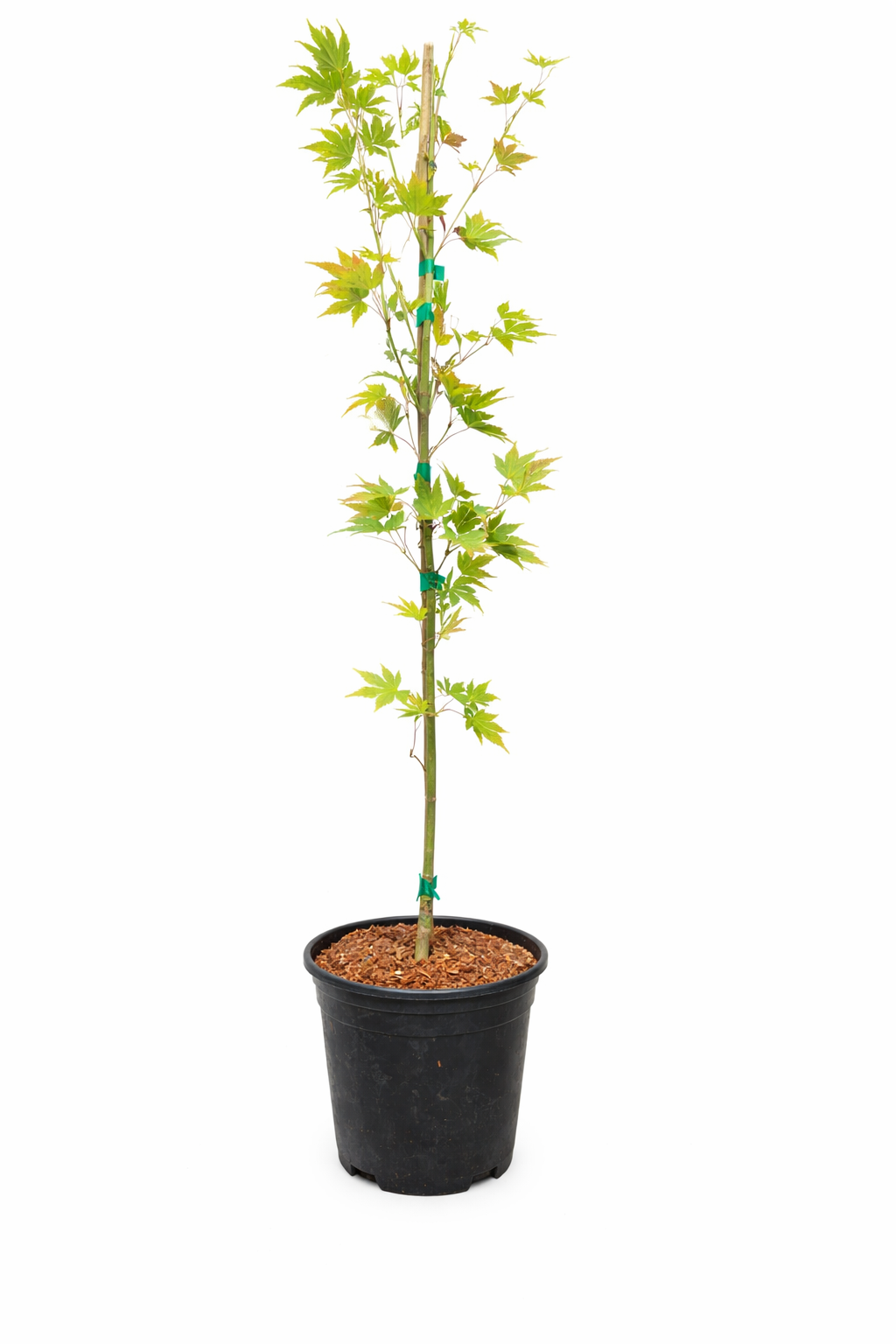 Potted plant with green leaves on a white background