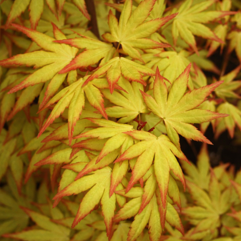 Close-up of green and red maple leaves