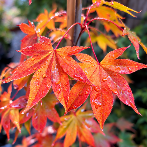 Cold-Hardy Osakazuki Japanese Maple Leaves