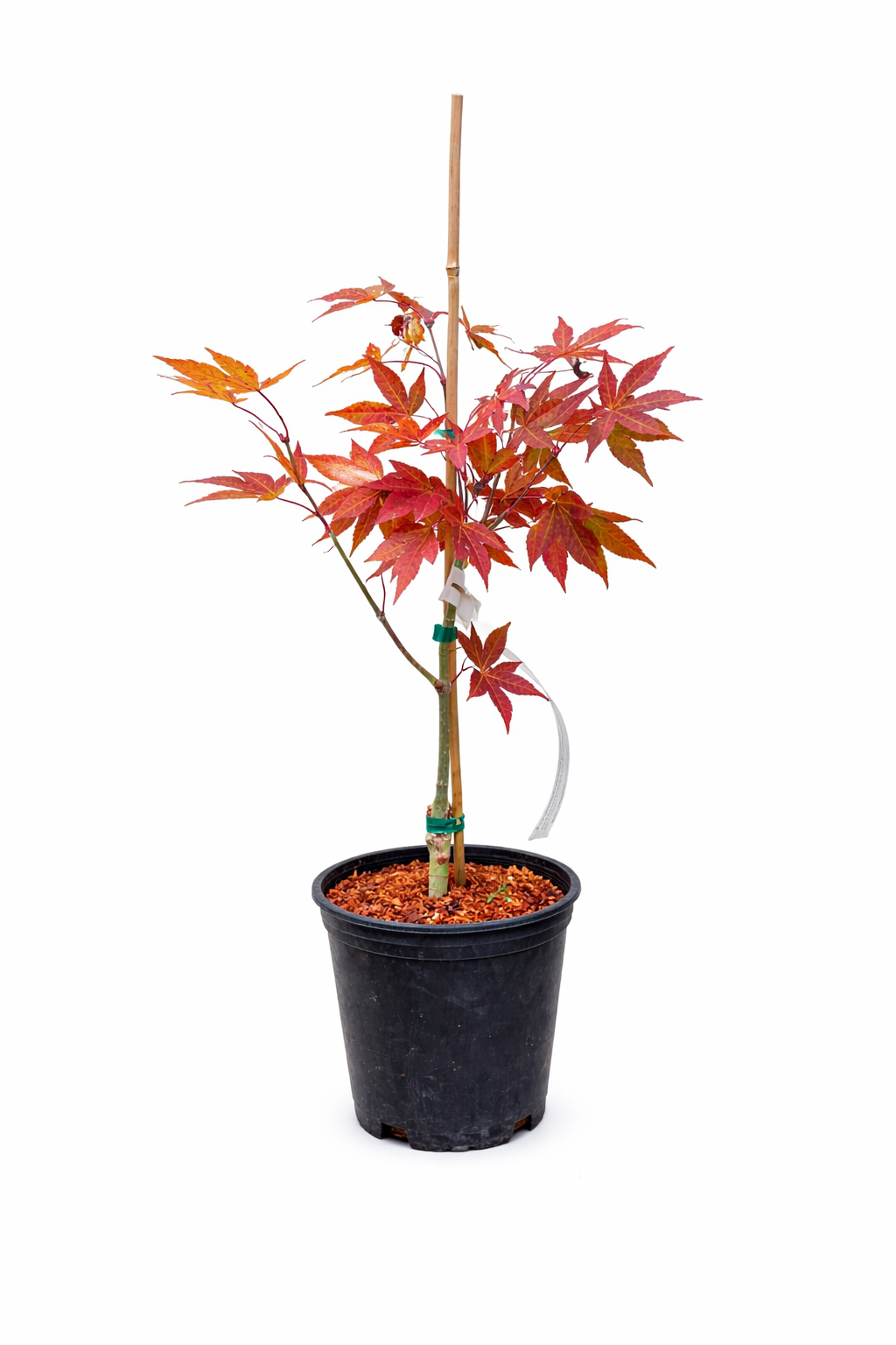 Potted plant with red leaves on a white background