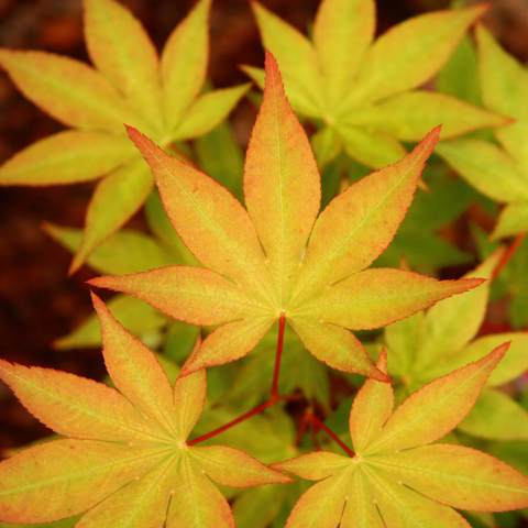 Close-up of green and orange leaves with a blurred background