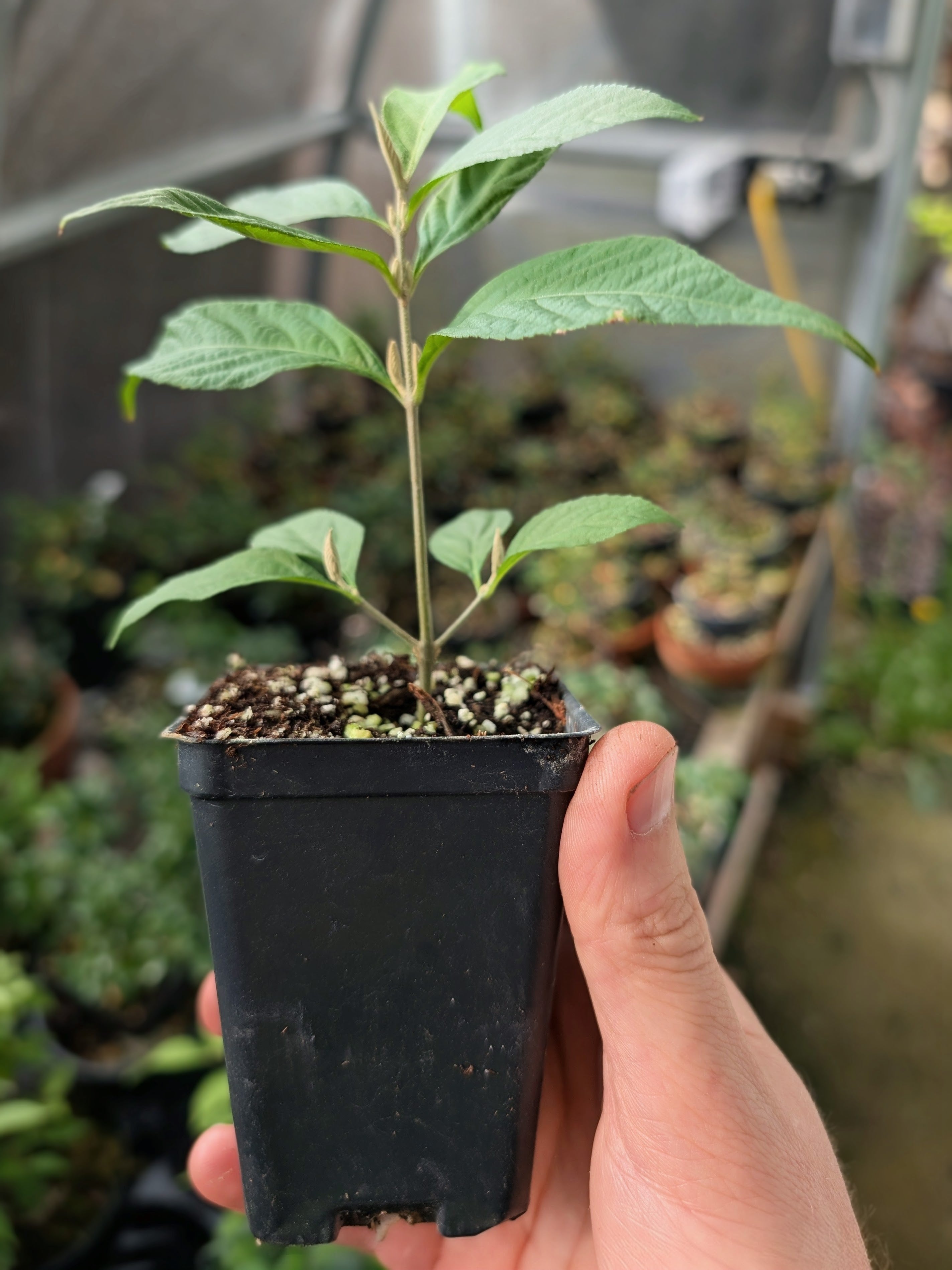 Japanese Beautyberry 'Ko-Murasaki'