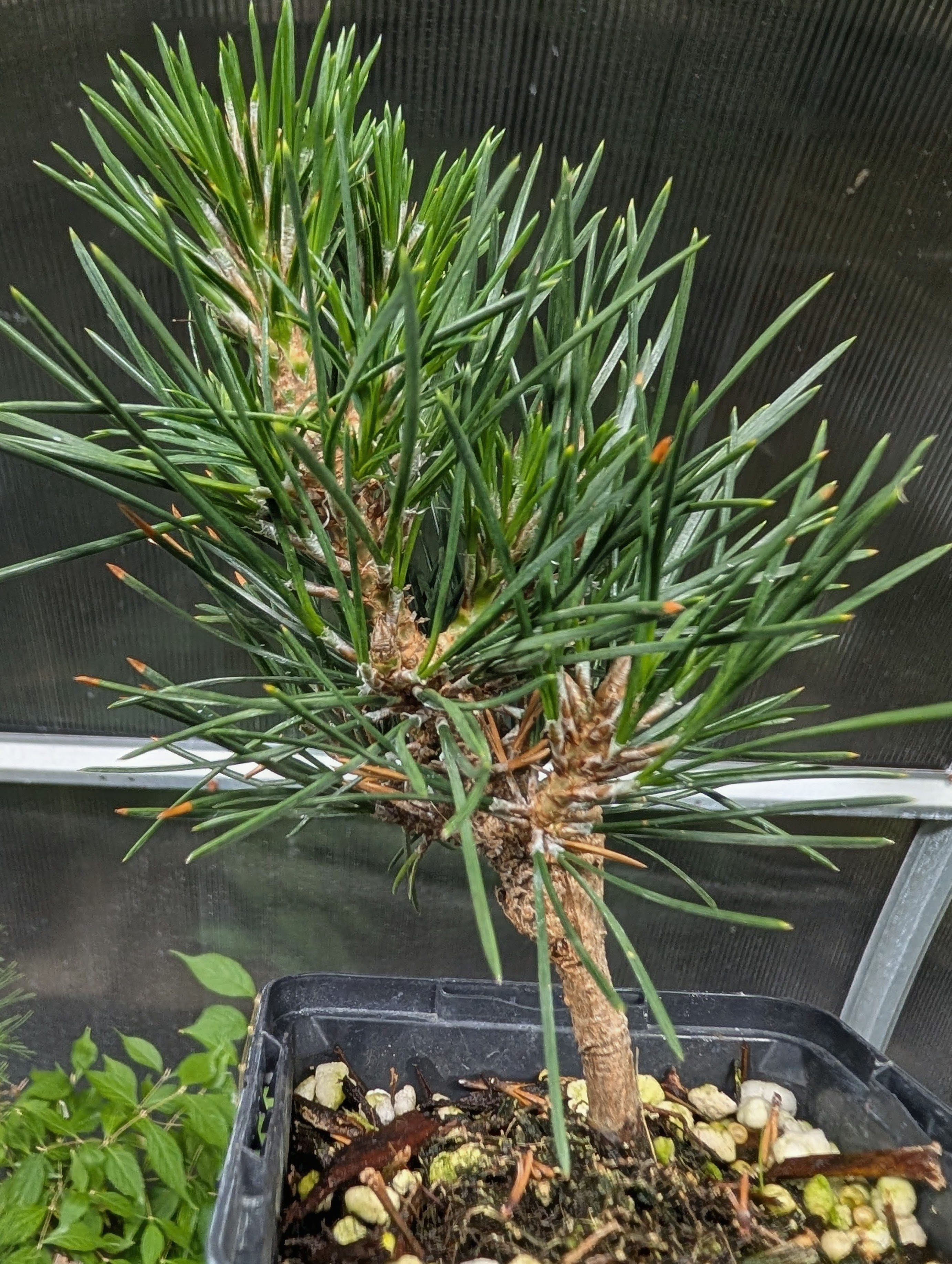 Japanese black pine 'senjumaru'