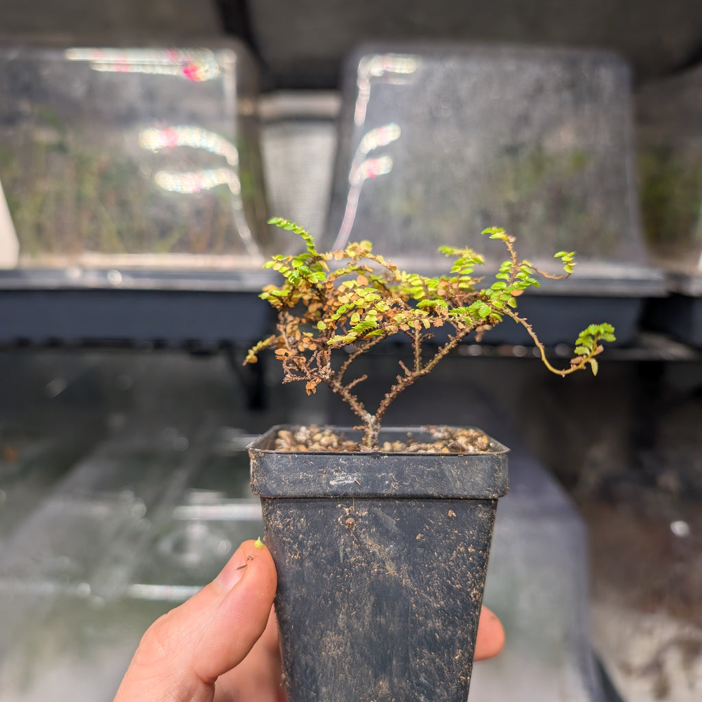 Ulmus parvifolia 'Hokkaido' Dwarf Small Leaf Chinese Elm